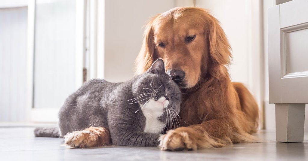 Good Reasons to Allow Pets at Your Rental Properties